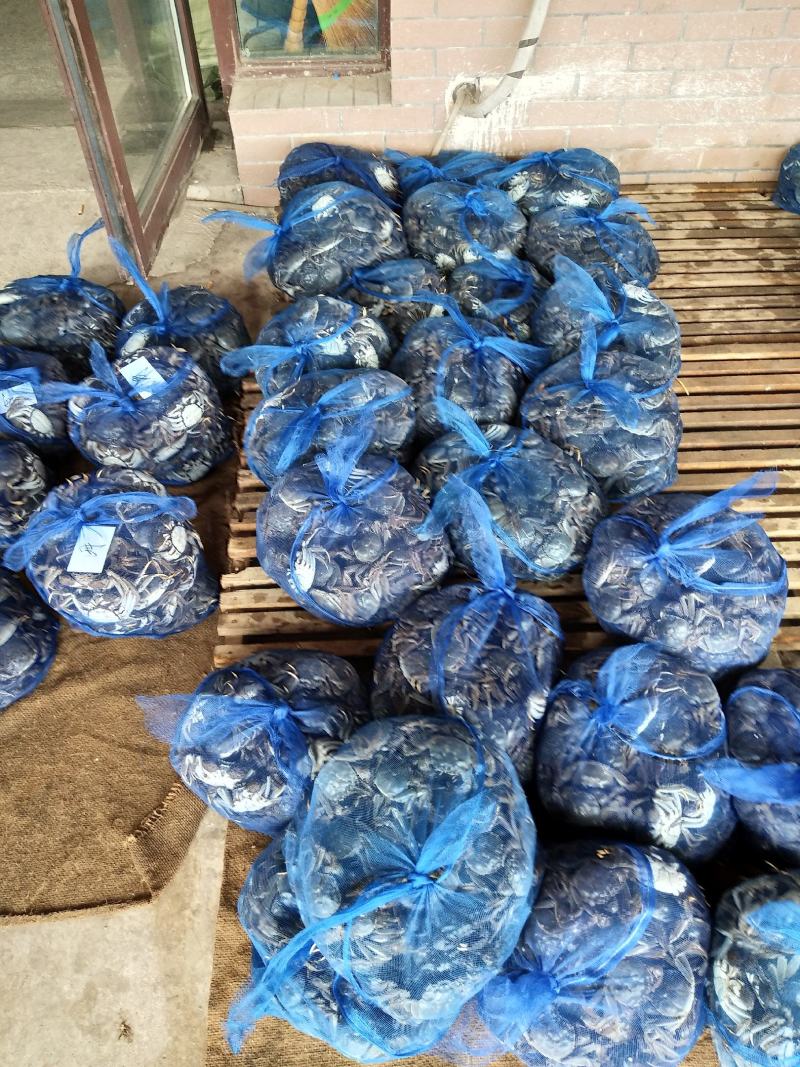 盘锦河蟹，老头蟹，各种规格货源充足直供平台，自助餐，