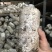 毛慈育苗菌种。彬球子育苗菌种厂家。每袋1.2…1.5斤