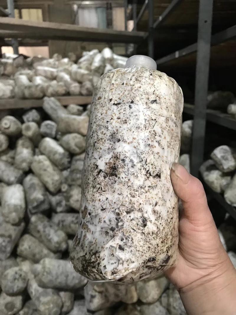 毛慈菇菌种。彬球子育苗菌种厂家。每袋1.2……1.5斤