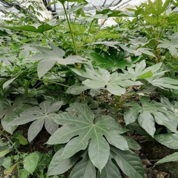 出售精品八角金盘，八角金盘杯苗