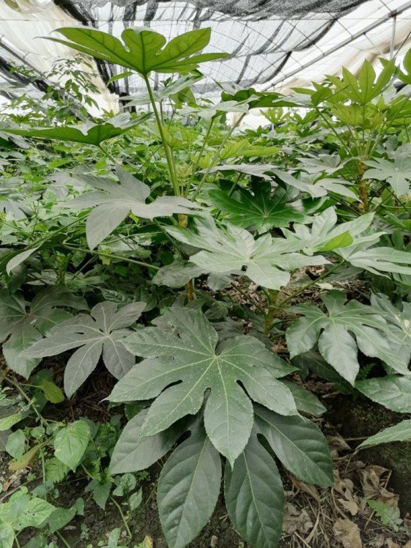 出售精品八角金盘，八角金盘杯苗
