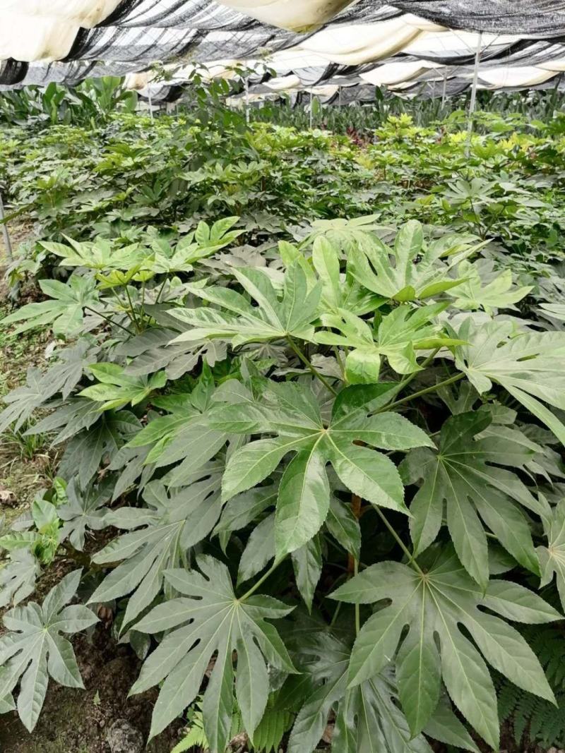 出售精品八角金盘，八角金盘杯苗
