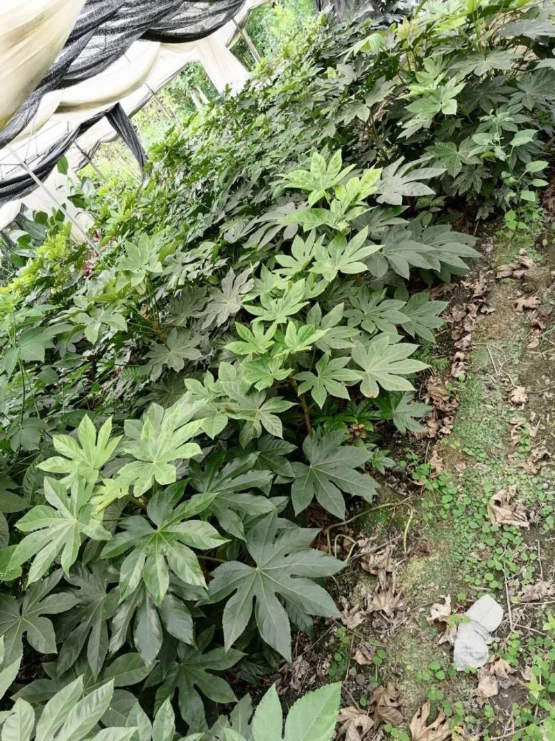 出售精品八角金盘，八角金盘杯苗