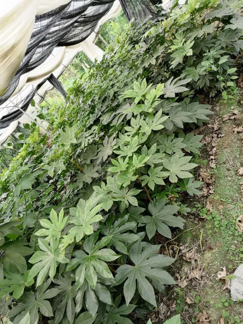 出售精品八角金盘，八角金盘杯苗