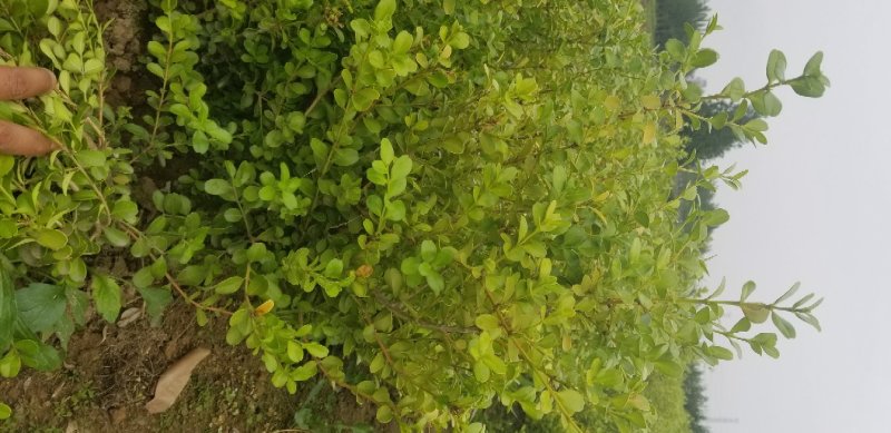 瓜子黄杨小叶黄杨大冠幅，