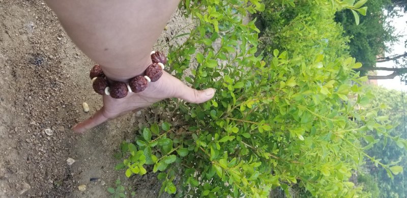 瓜子黄杨小叶黄杨大冠幅，