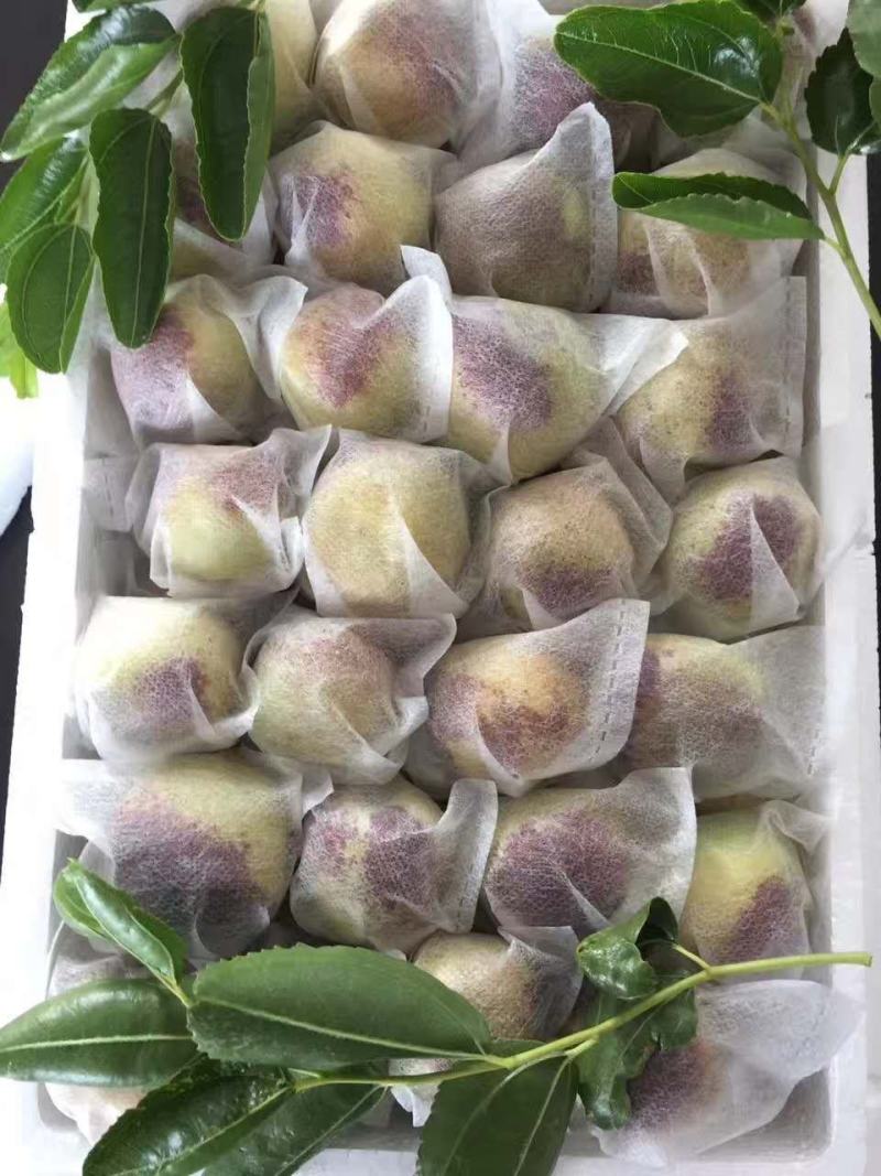 冬枣（天下**鲜果）