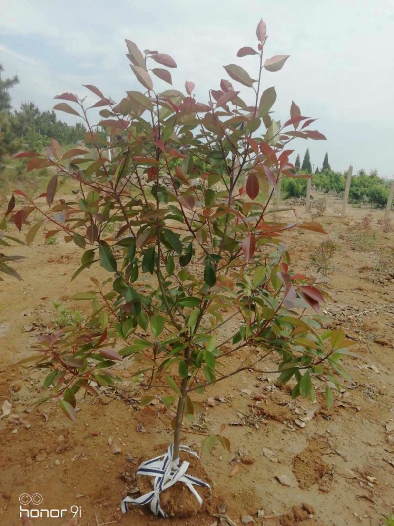 红叶石楠，小灌木，篱笆苗大量