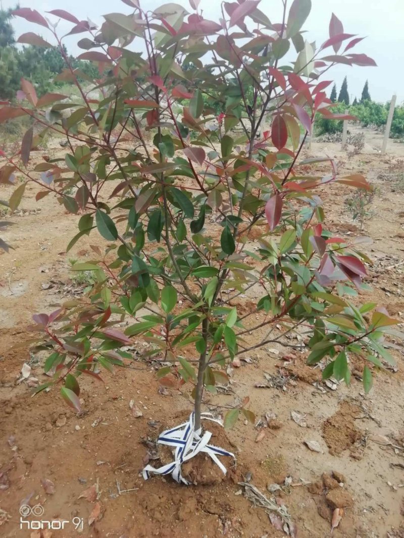 红叶石楠，小灌木，篱笆苗大量
