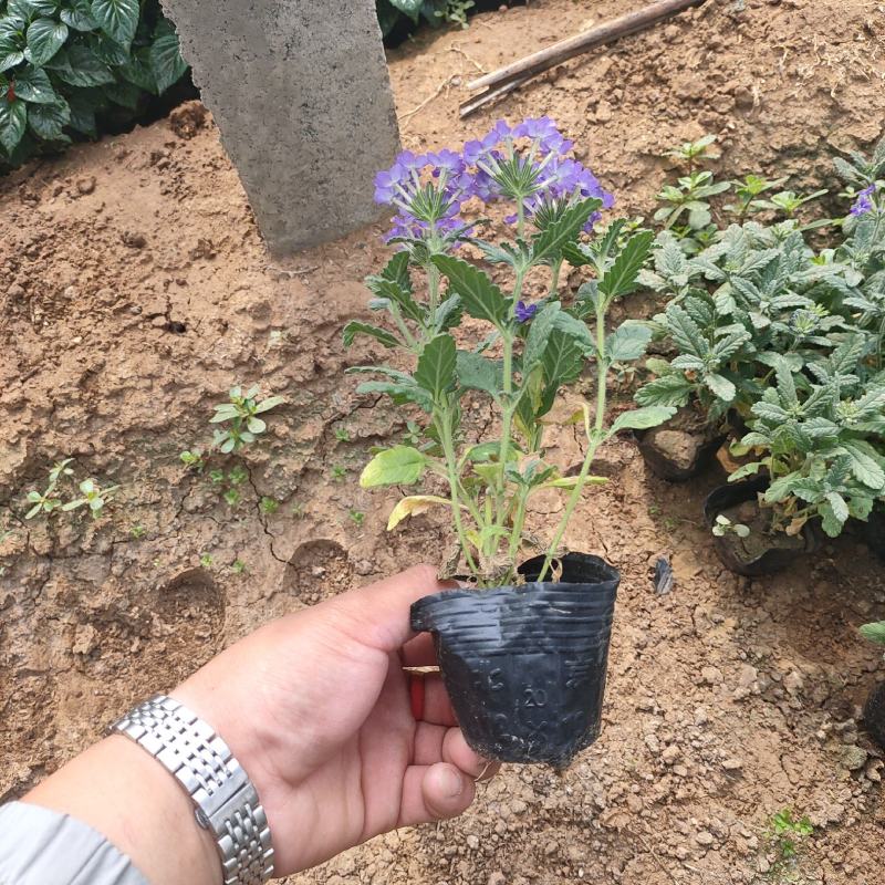 美女樱绿化苗木组摆用花