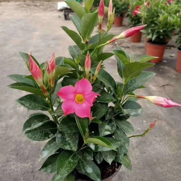 飘香藤室内观赏花