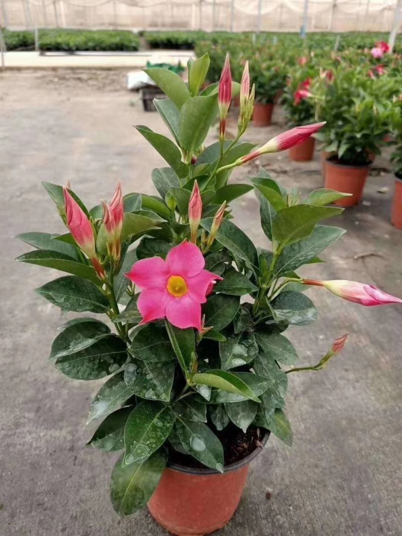 飘香藤室内观赏花