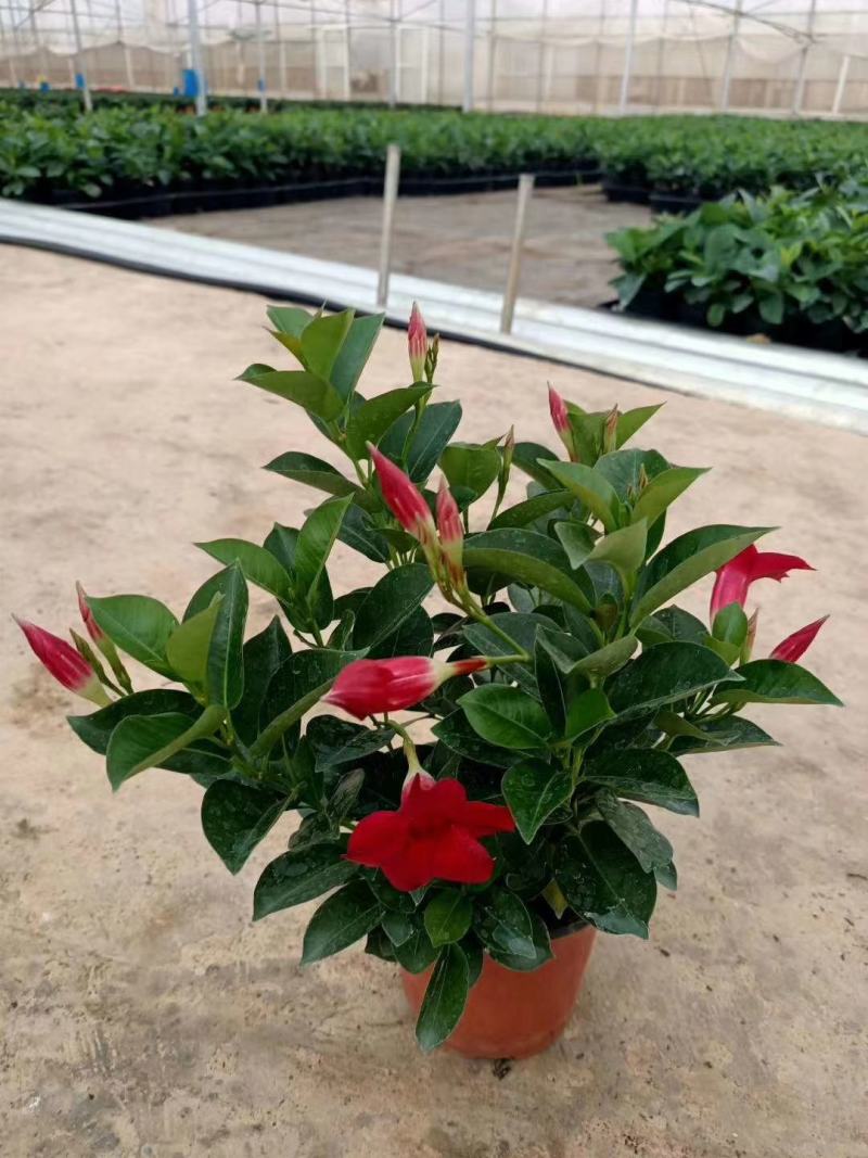 飘香藤室内观赏花