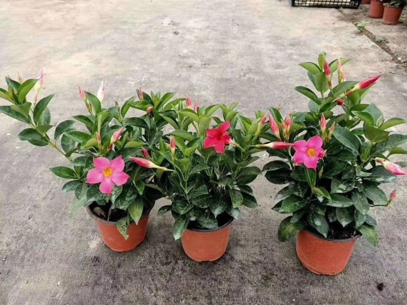 飘香藤室内观赏花