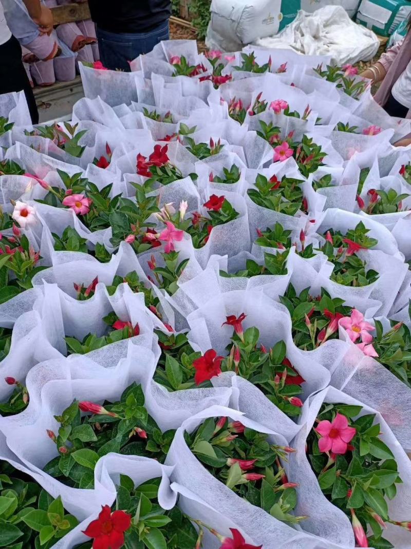 飘香藤室内观赏花