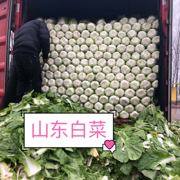专业春季工棚白菜。大量上市白菜🥬🥬产地直销、