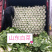 专业春季工棚白菜。大量上市白菜🥬🥬产地直销、