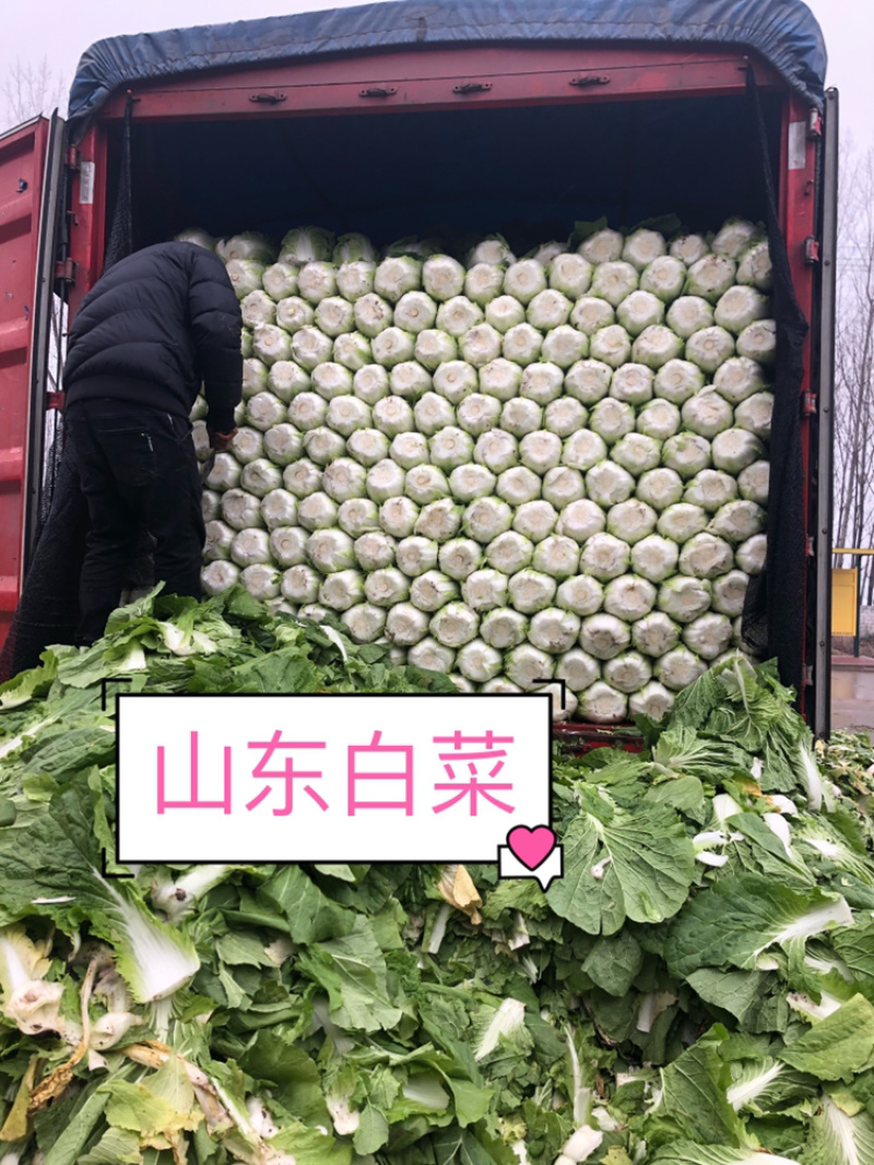 专业春季工棚白菜。大量上市白菜🥬🥬产地直销、
