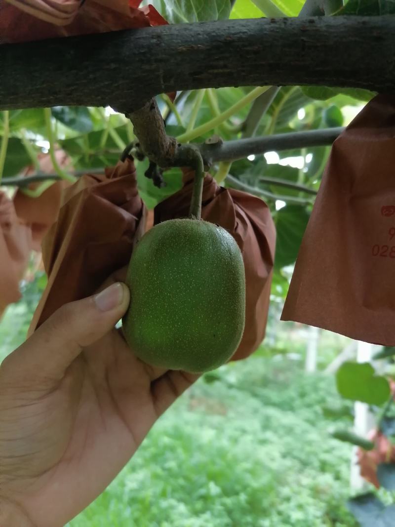 蒲江产地红心猕猴桃，商品果，电商果，大量批发代办