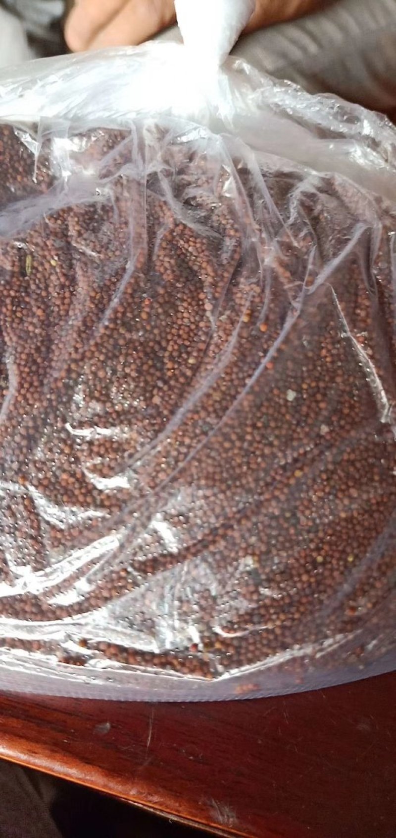 儿菜，开始卖种子了，8月中旬下种了