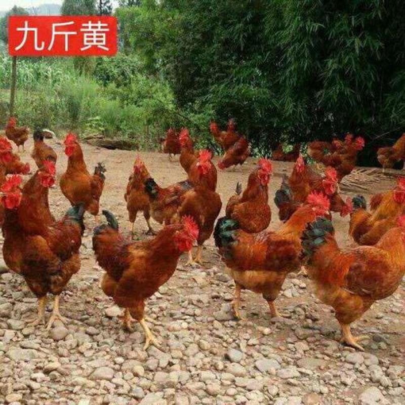 【正宗K九鸡苗质量保证包疫苗、包成活、包运输】