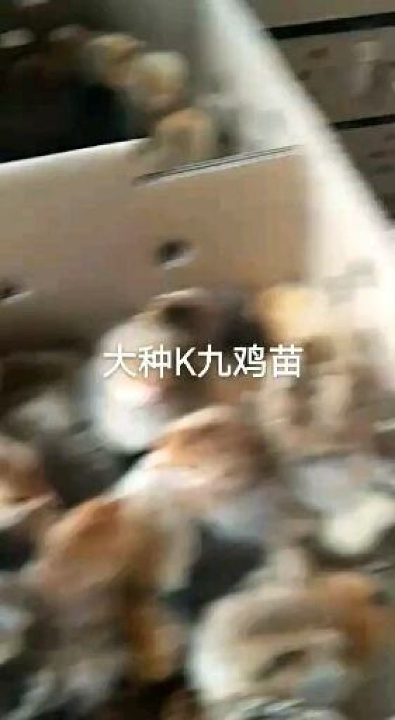 【正宗K九鸡苗质量保证包疫苗、包成活、包运输】