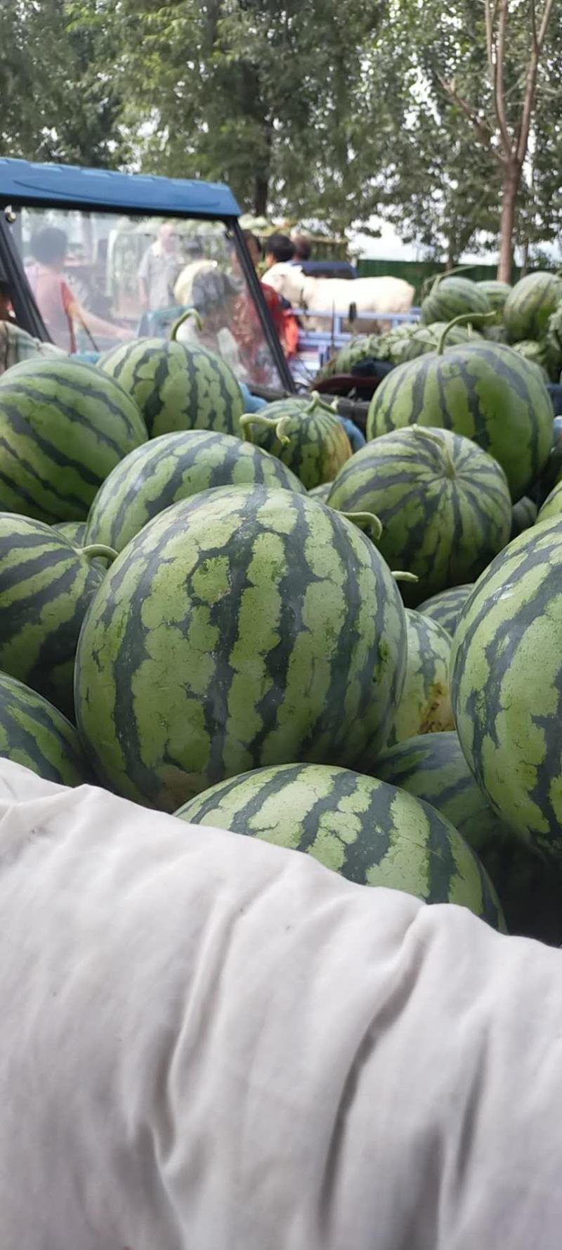 8424西瓜河南西瓜8424河南西瓜产地直供