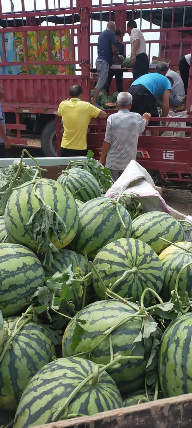 8424西瓜河南西瓜8424河南西瓜产地直供