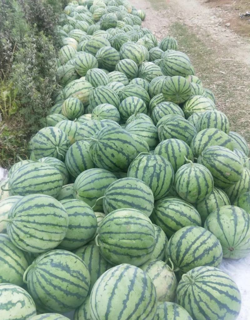 8424西瓜河南西瓜8424河南西瓜产地直供