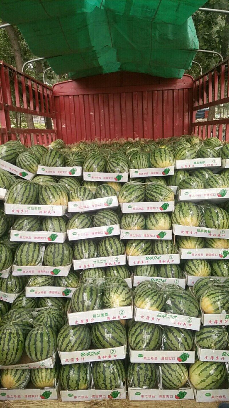 精品美都西瓜，资量保证。大量上市中。