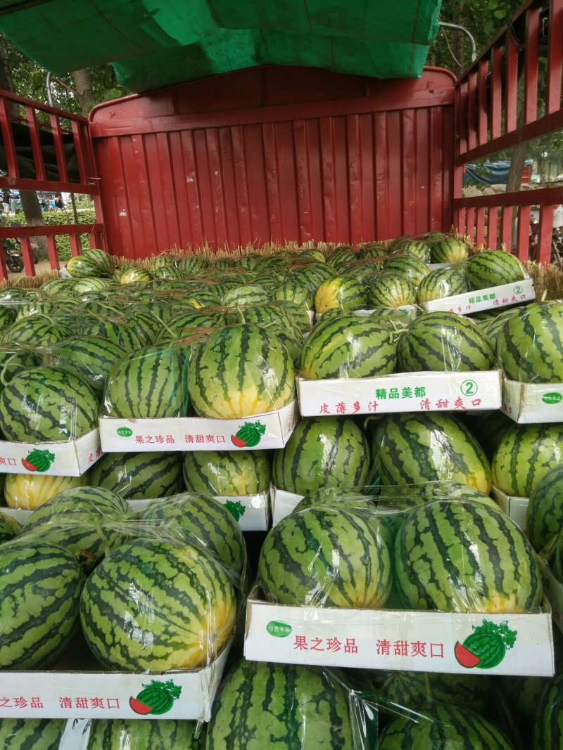精品美都西瓜，资量保证。大量上市中。