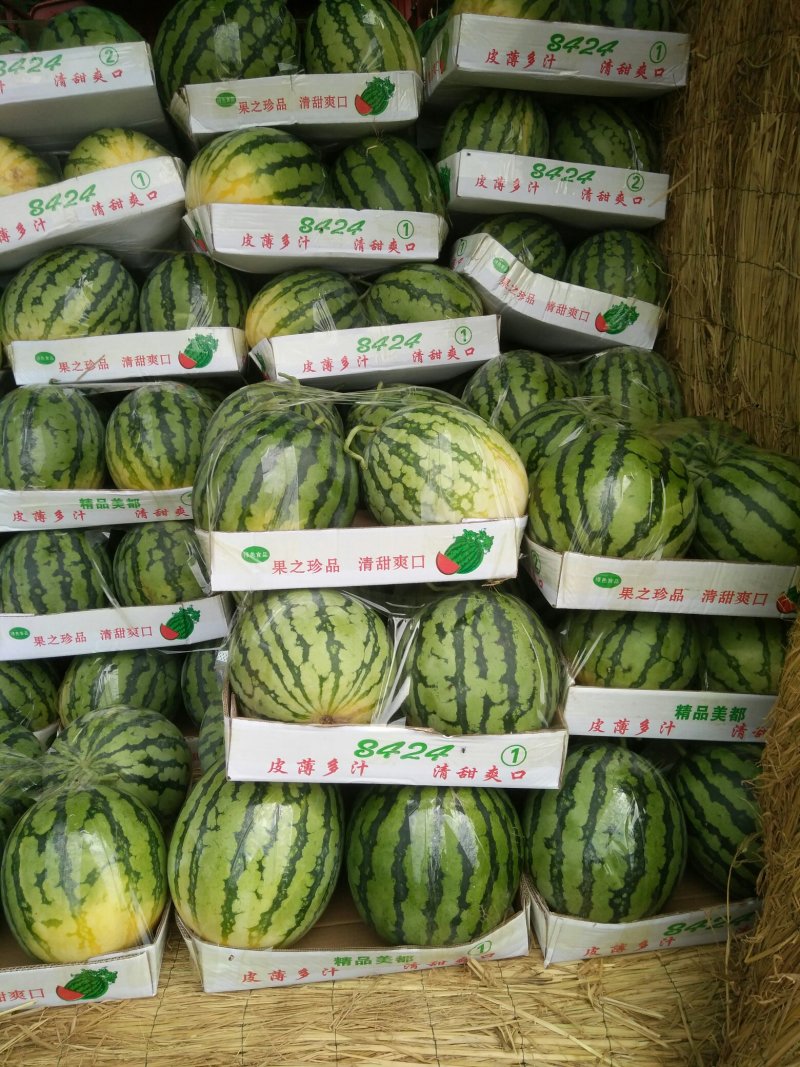 精品美都西瓜，资量保证。大量上市中。