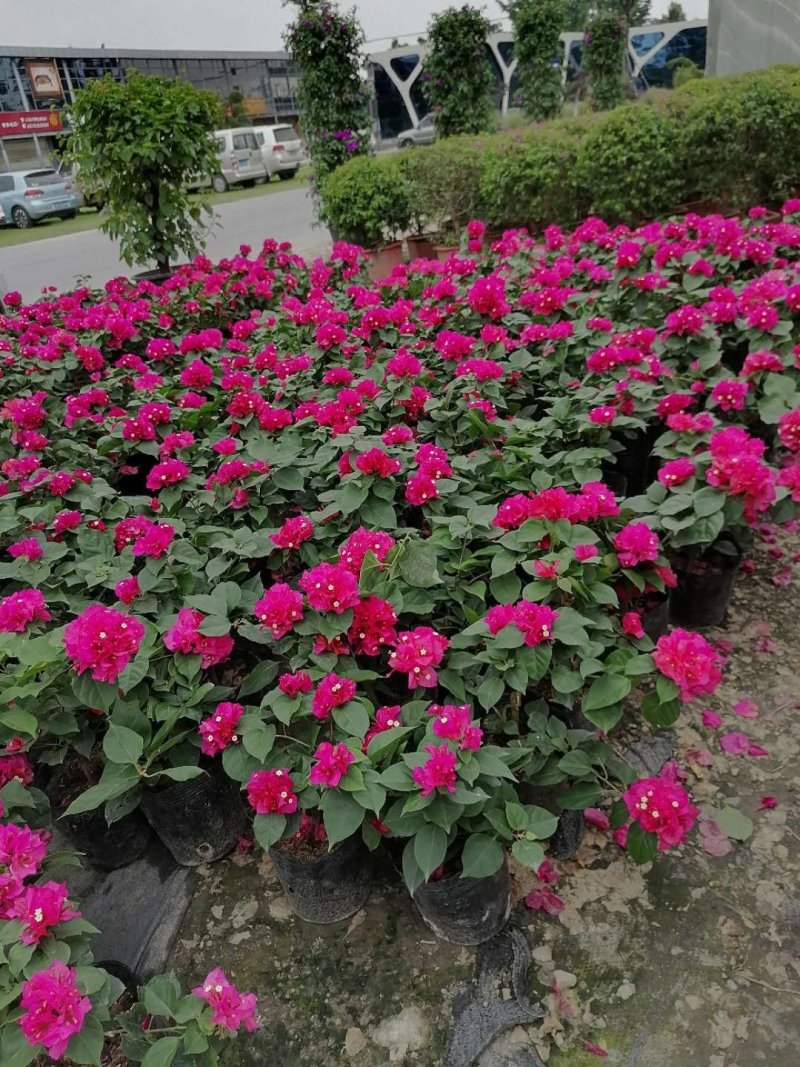 出售绣球三角梅，三角梅基地
