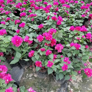 出售绣球三角梅，三角梅基地