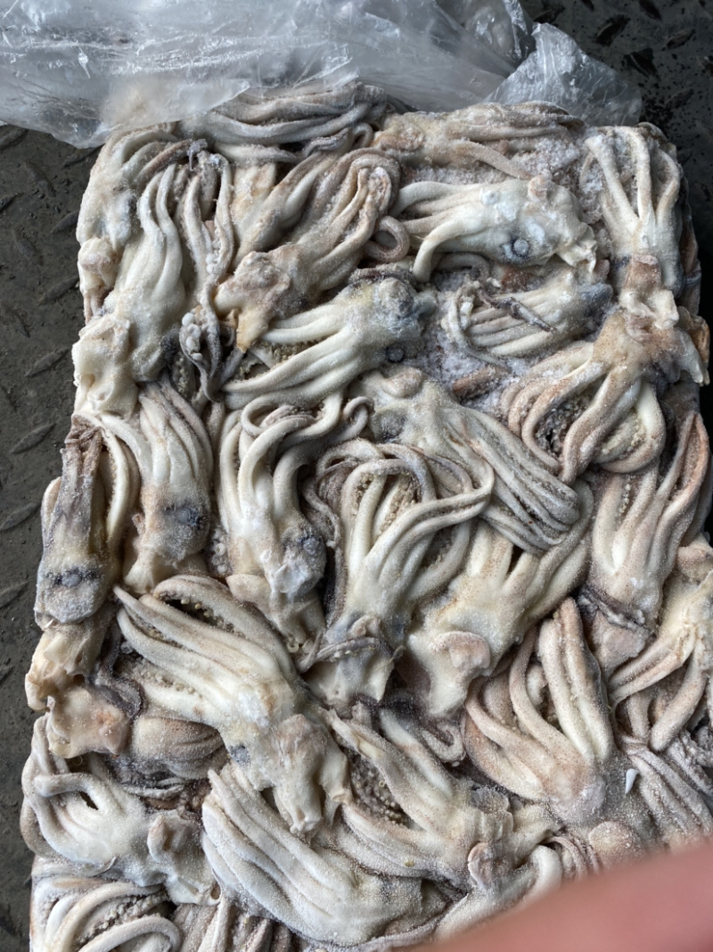 朝鲜鱿鱼原料头50-60克北朝真鱿全规格朝鲜基地直接出货