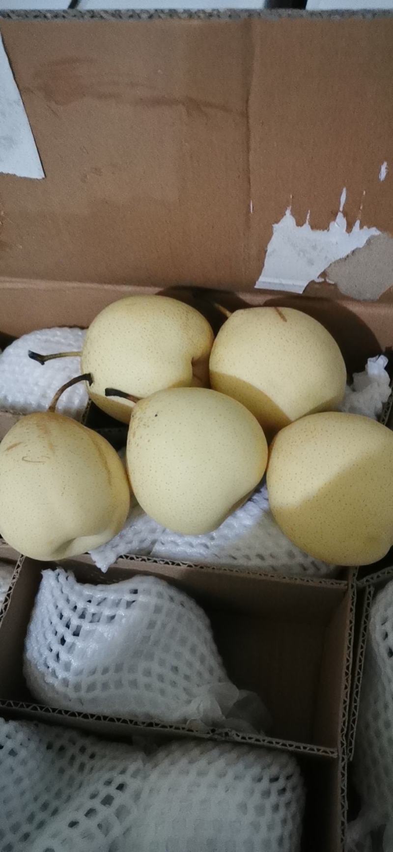 高次皇冠梨，便宜皇冠梨，早期货、果面干净