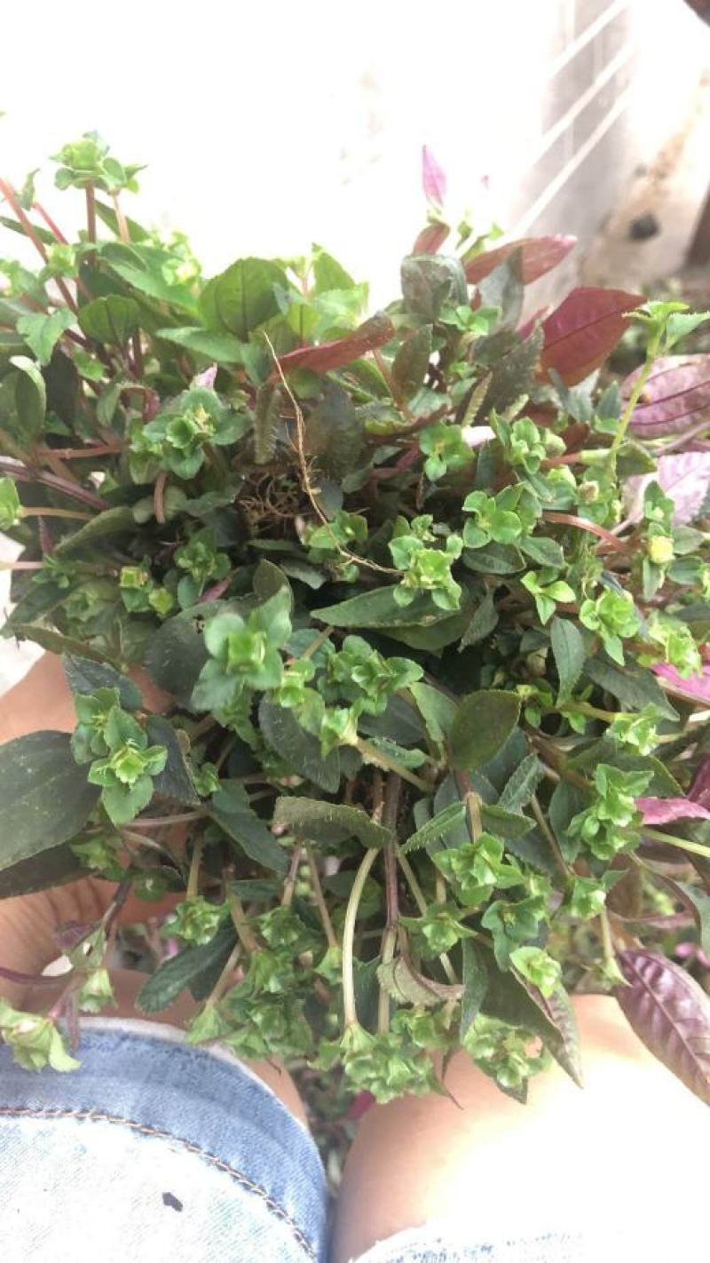 风柜草水洗干货无杂质质量保证