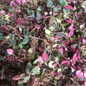 风柜草水洗干货无杂质质量保证