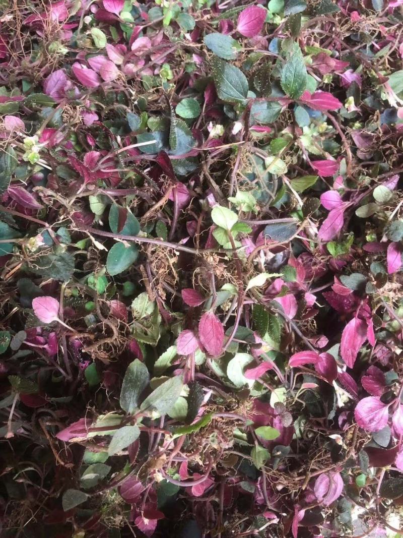 风柜草水洗干货无杂质质量保证