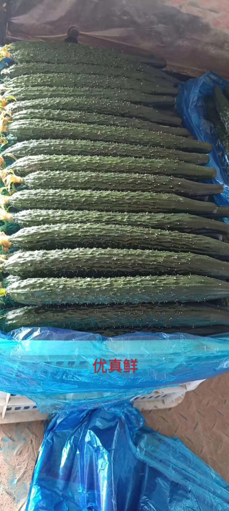 精品山东黄瓜刚刚上市质量好全国定点优质黄瓜基地