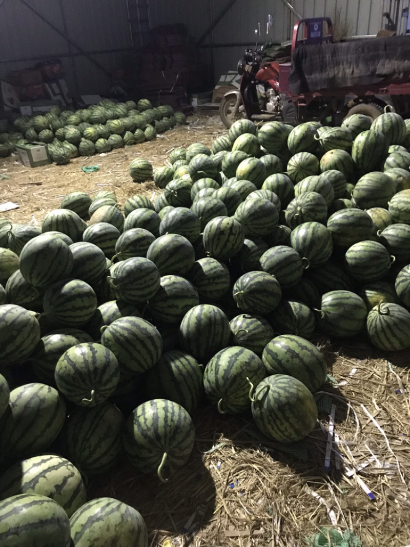 无籽麒麟西瓜量大从优长期合作。产地直销需要对接的电联