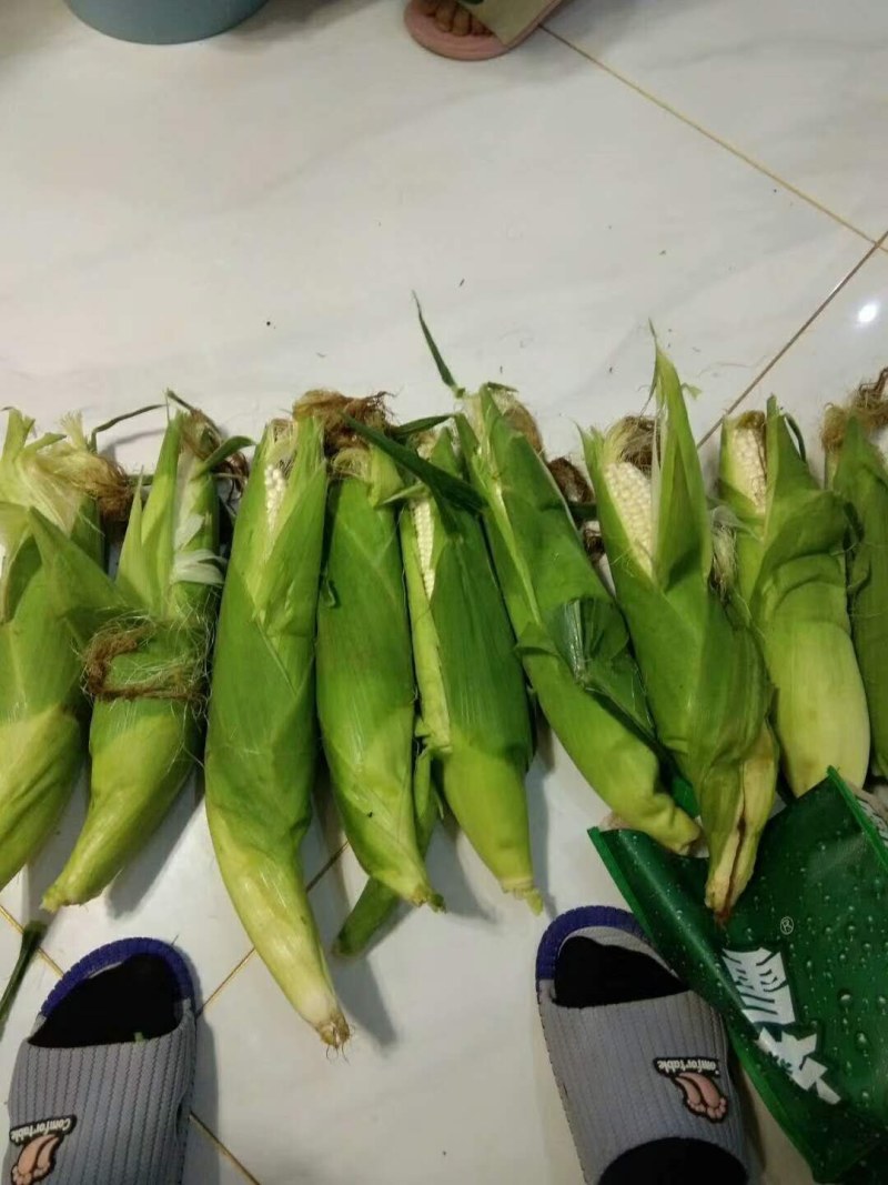 白糯