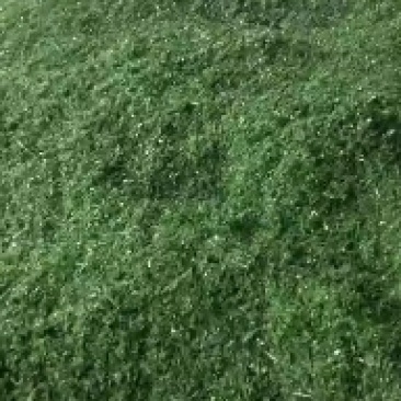 青蒿，产地直发，量大从优，诚信经营，保质保量，欢迎来电咨询