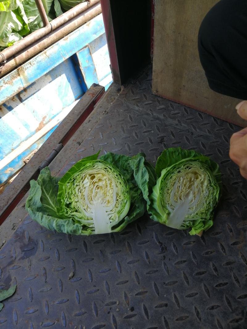 【精品推荐】河北张家口蔚县里外青甘蓝七成菜宣度有保证