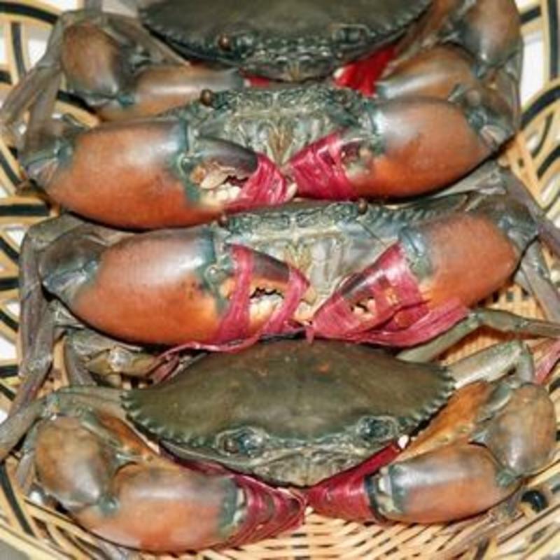 【产地直销】2两至4.5两缅甸青蟹