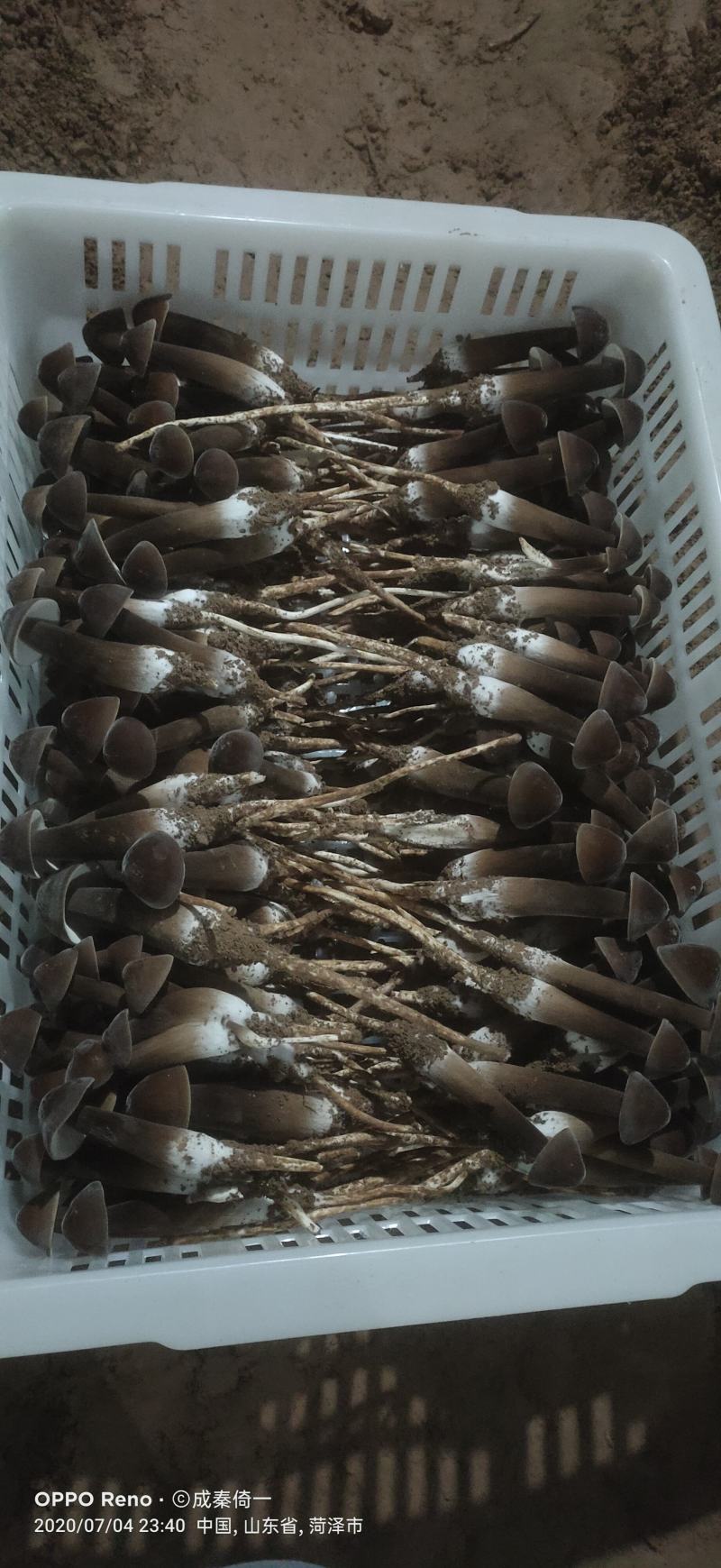 【黑皮鸡枞菌】一件代发产地直发欢迎咨询下单