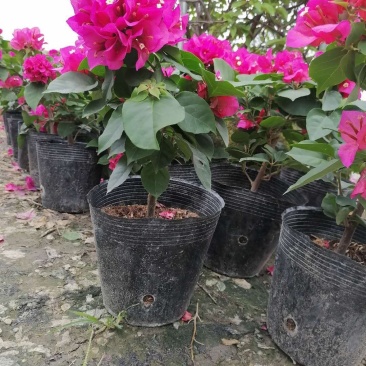 三角梅杯苗紫花三角梅工程苗价格优惠
