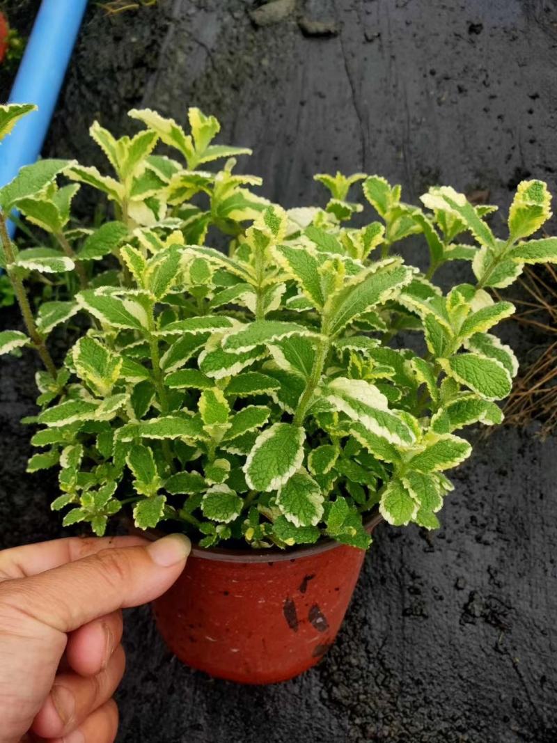 香妃草双色杯四川成都货冠幅相当好提供视频看货