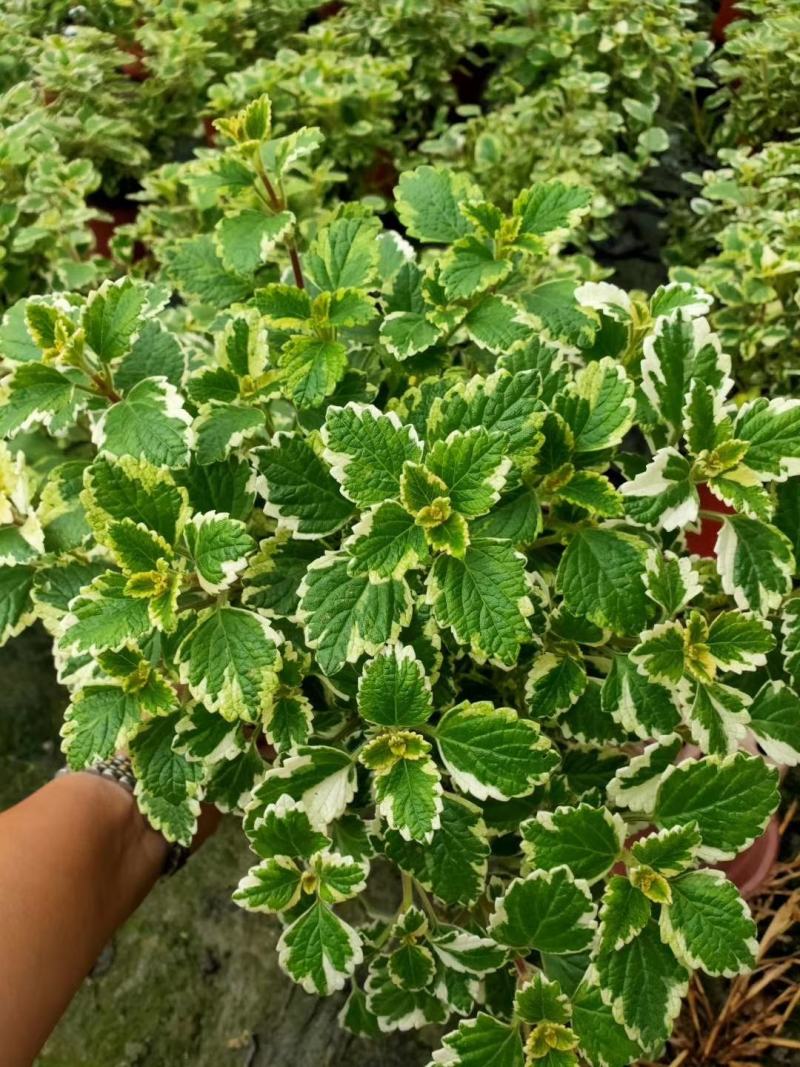 香妃草双色杯四川成都货冠幅相当好提供视频看货