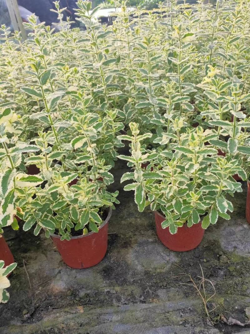 香妃草双色杯四川成都货冠幅相当好提供视频看货